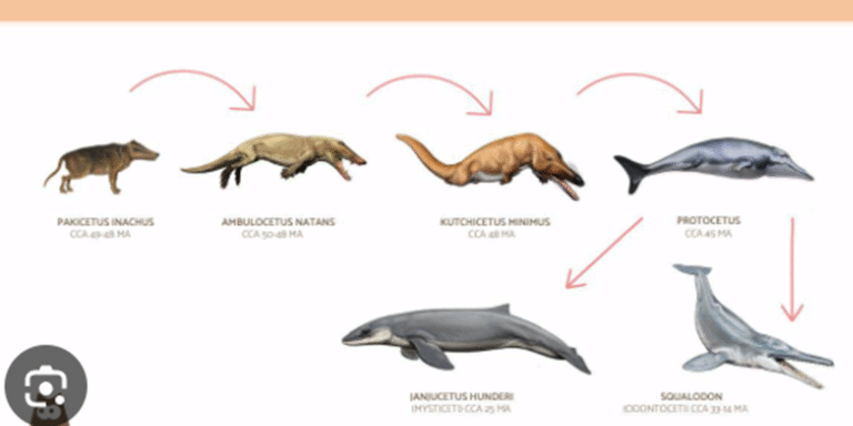 L'évolution que les baleines ont subi durant les années