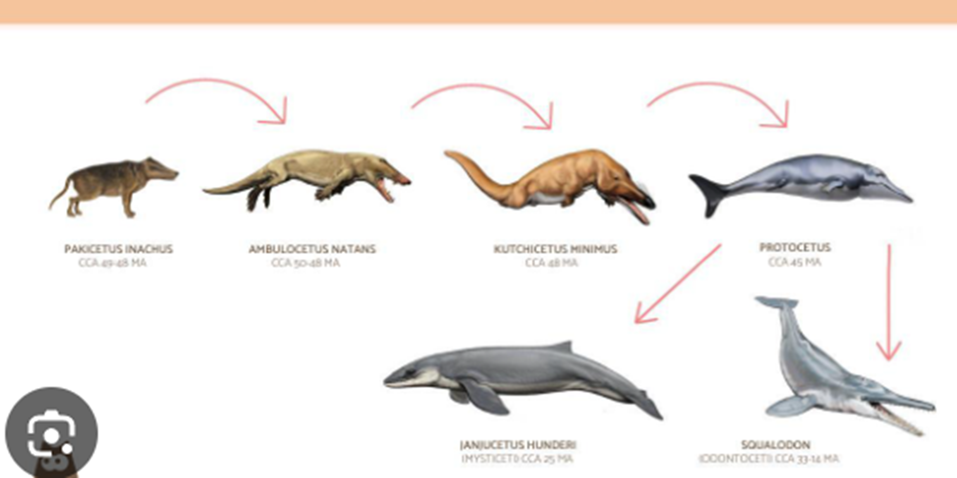 L'évolution que les baleines ont subi durant les années