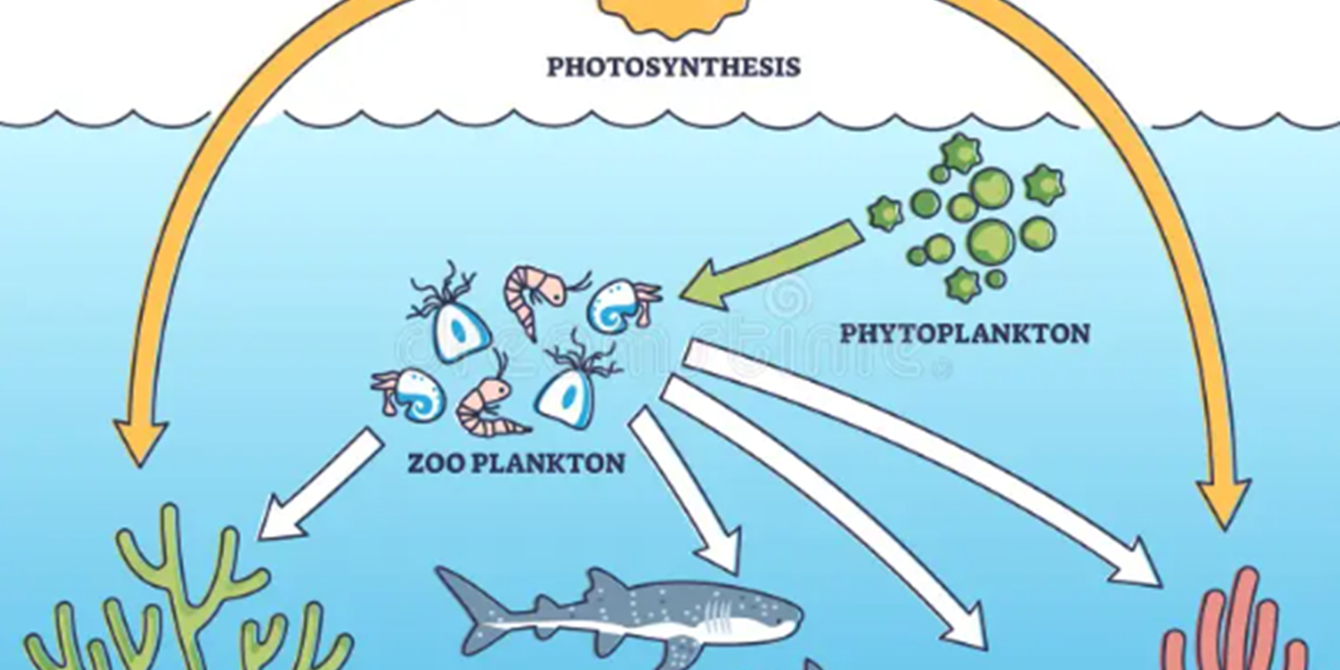 Le phytoplancton et les coraux qui utilise la photosynthèses, le zoo plancton qui consume le phytoplancton, le zoo planton se fait consumer par les autres organismes