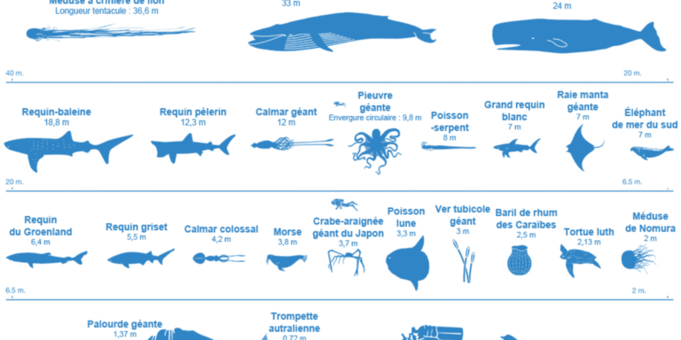 Les différents espèces qui se trouve dans le océans
