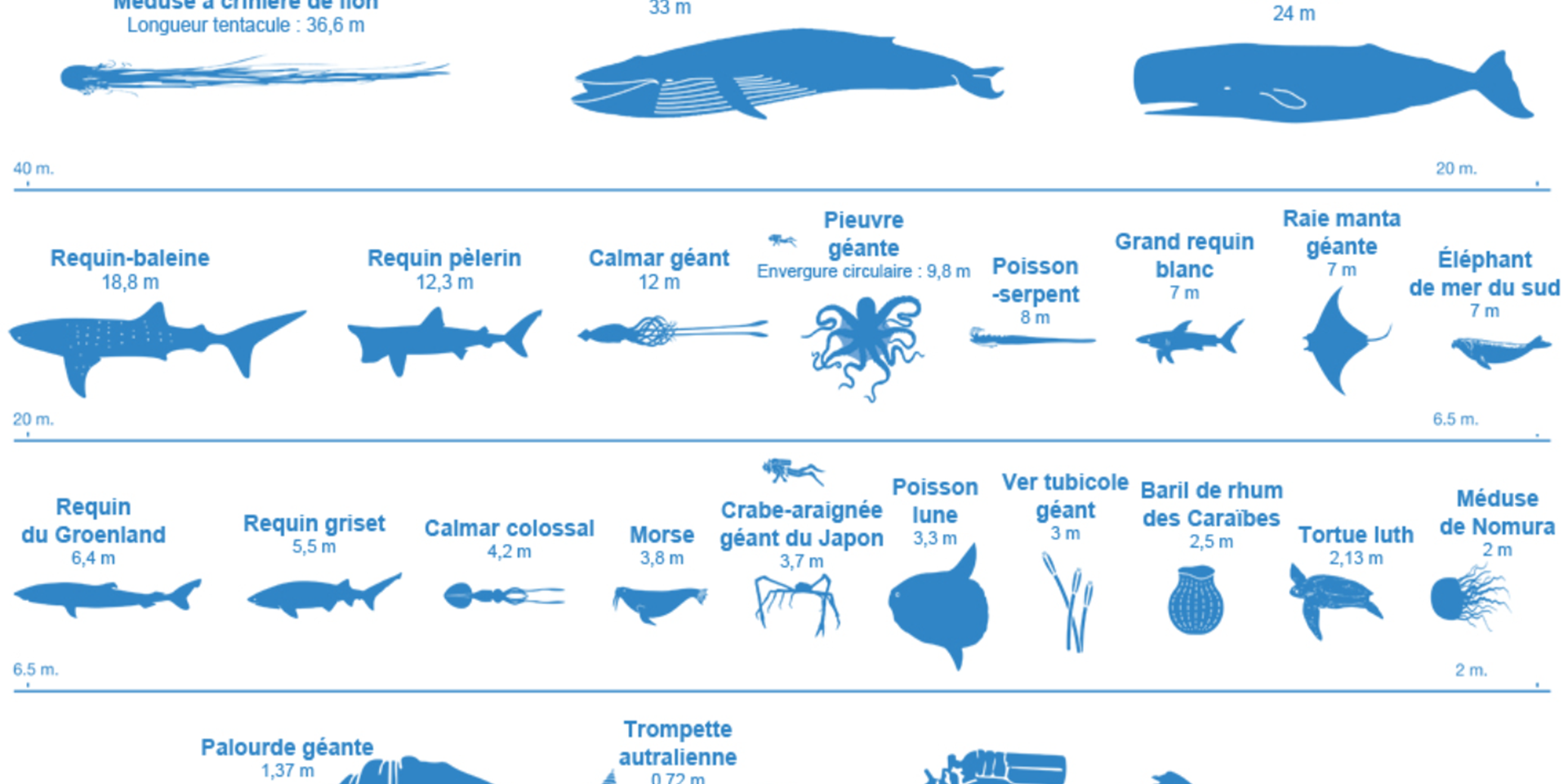 Les différents espèces qui se trouve dans le océans