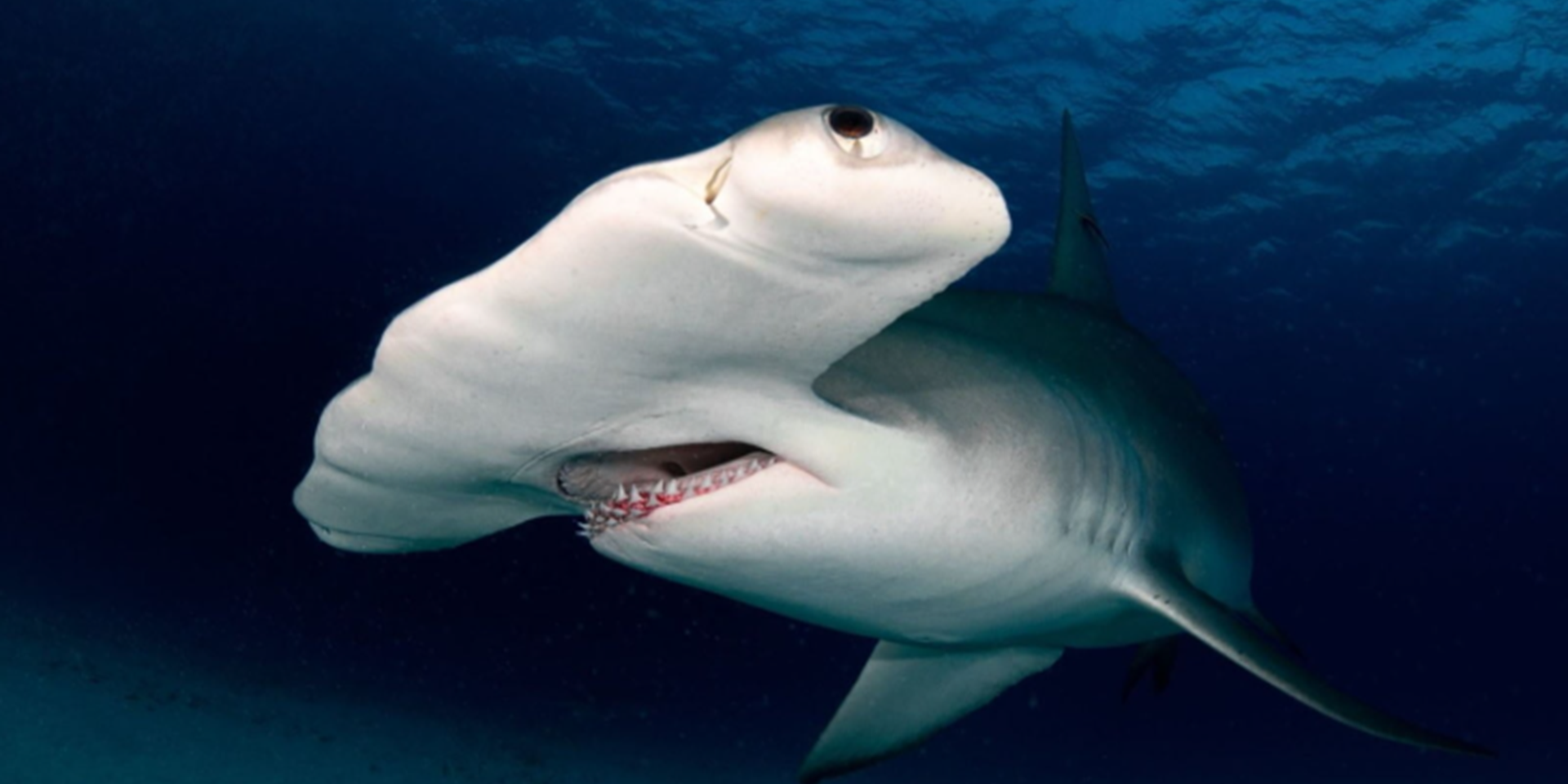 Un requin marteau