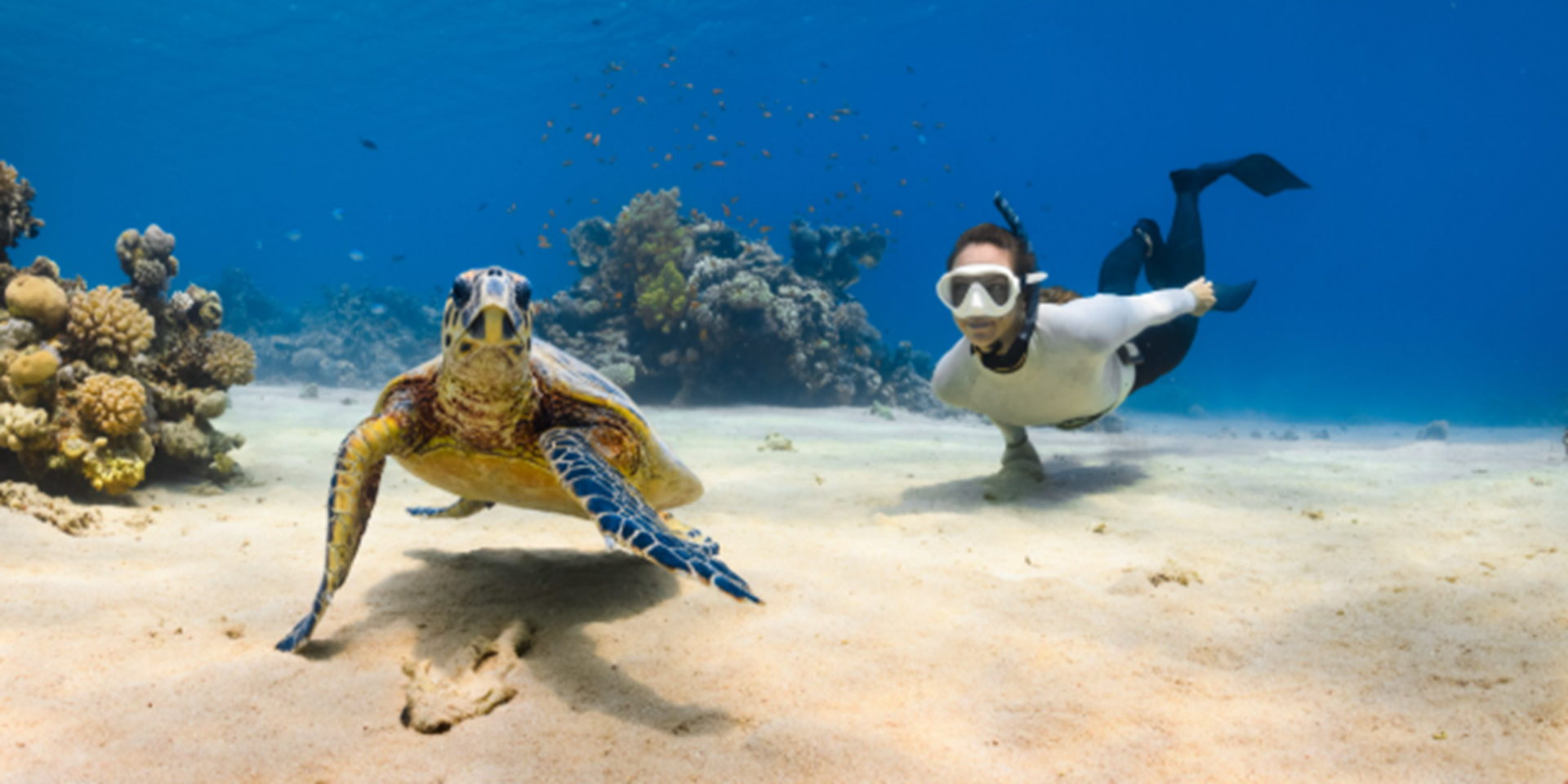 Un humain qui intéragi avec une tourtue de mer en utilisant le les bons équipements.