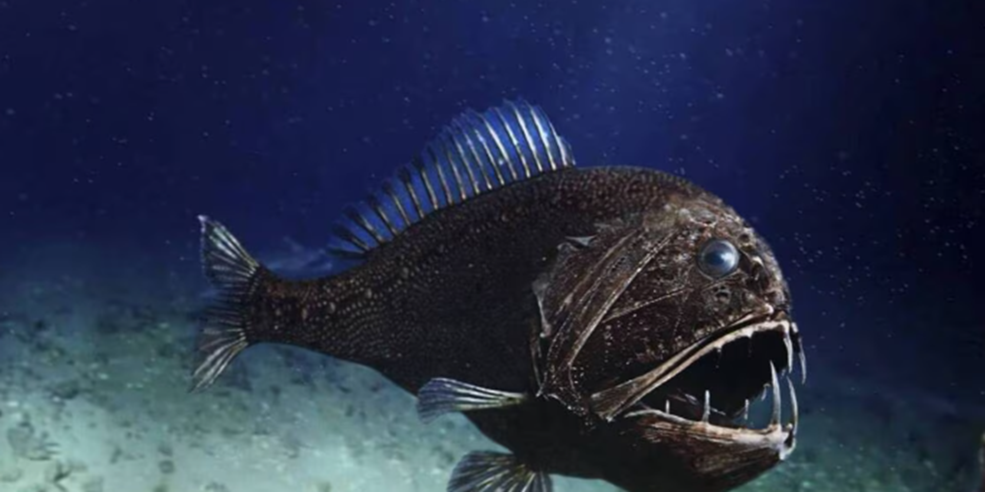 Un des plusieurs poissons qui se trouve au fond des océans