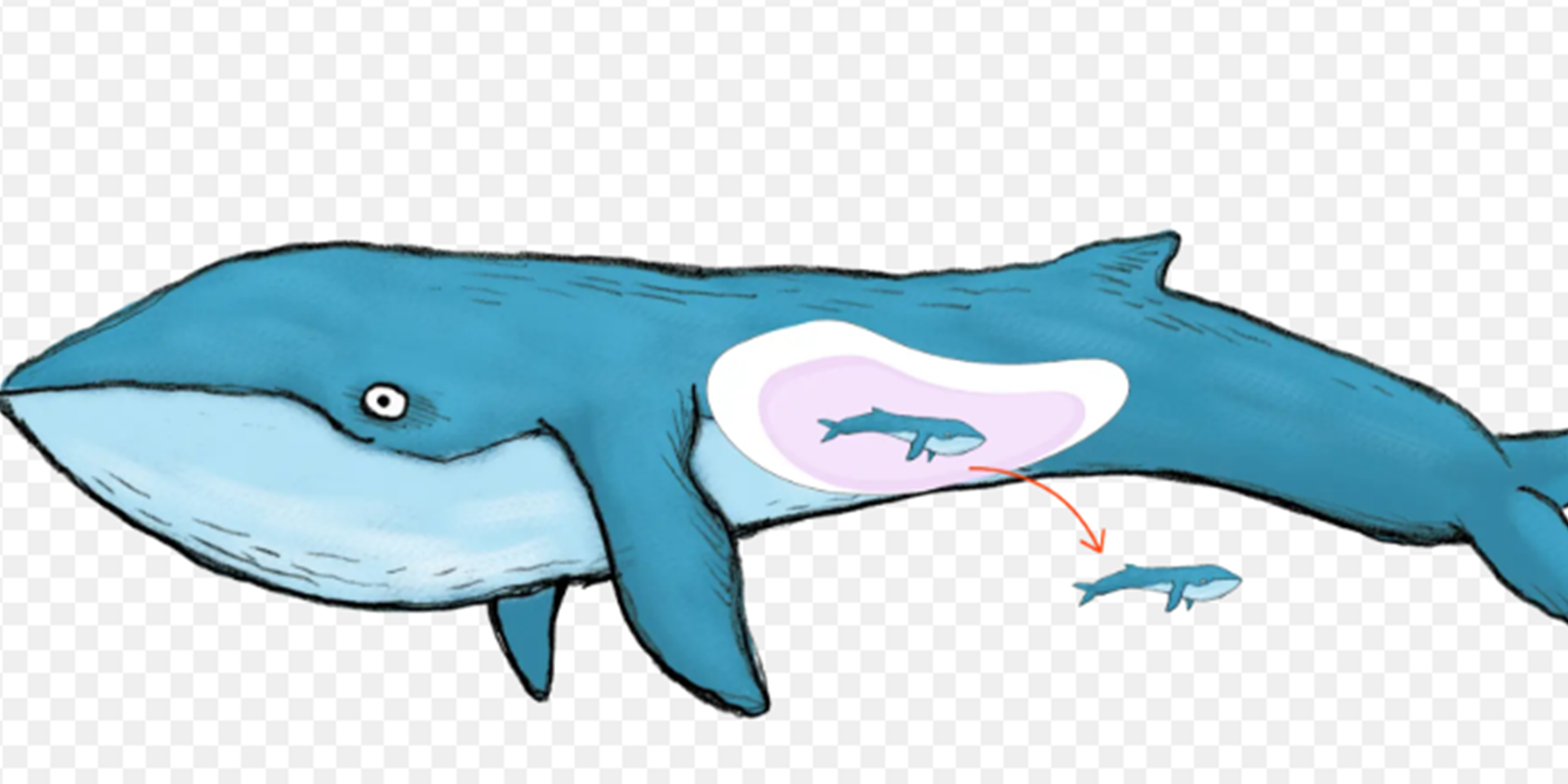 Représentation d'une baleine bleue donnant naissance a son enfant